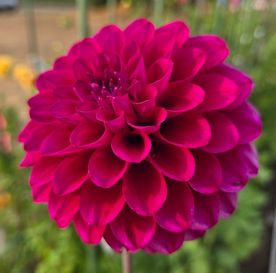xHollyhill Berry Purple