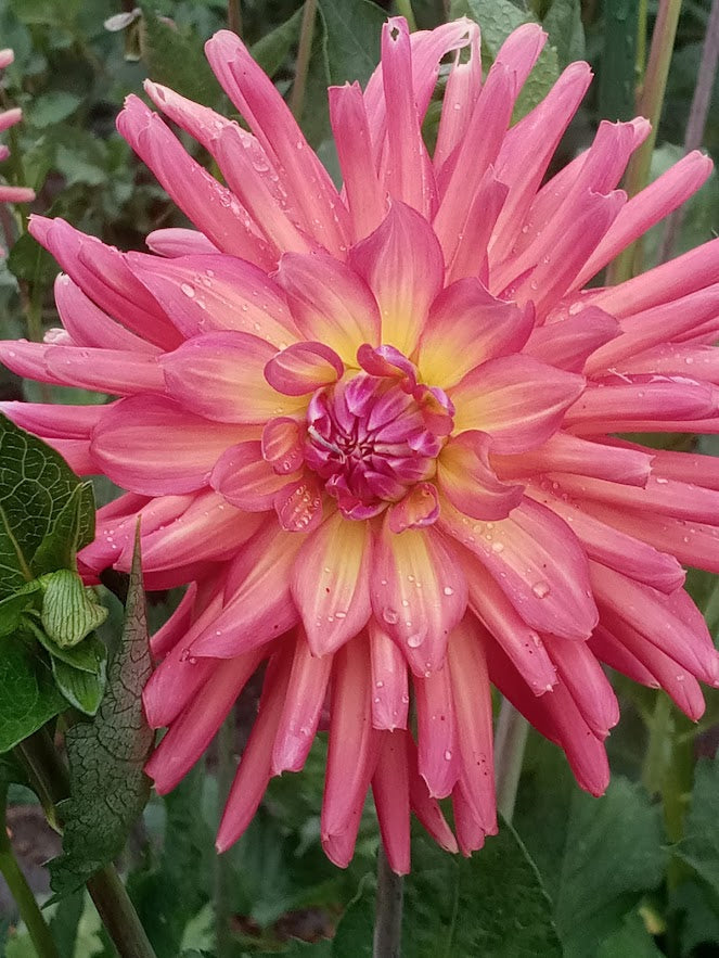 Just Peachy