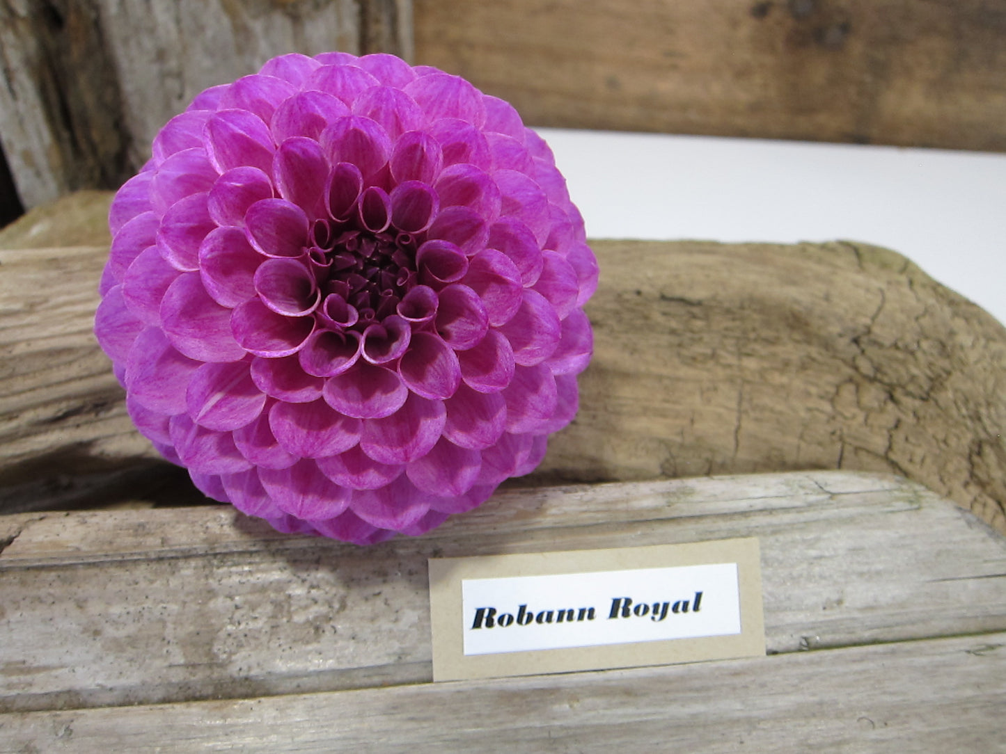 Robann Royal