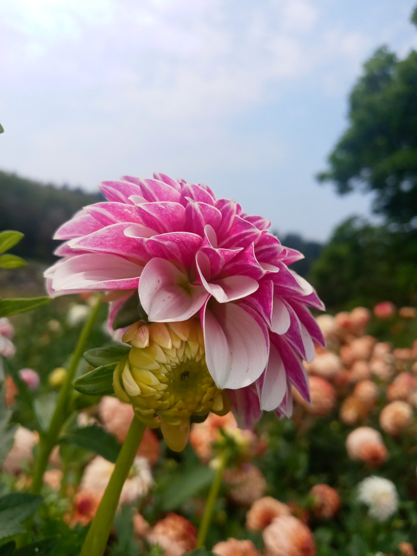 Salish Twilight Girl
