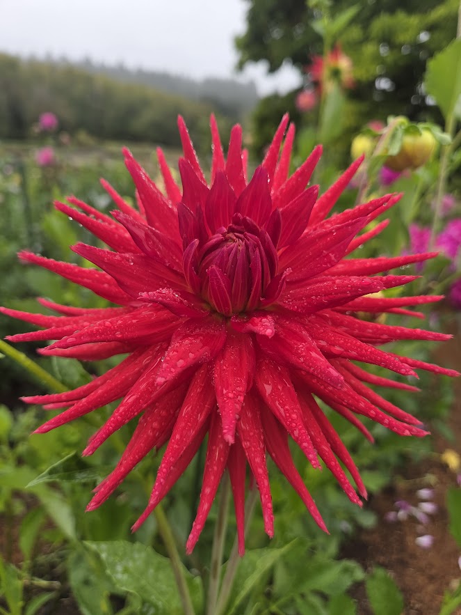 AC Riley – Seabeck Flower Co.