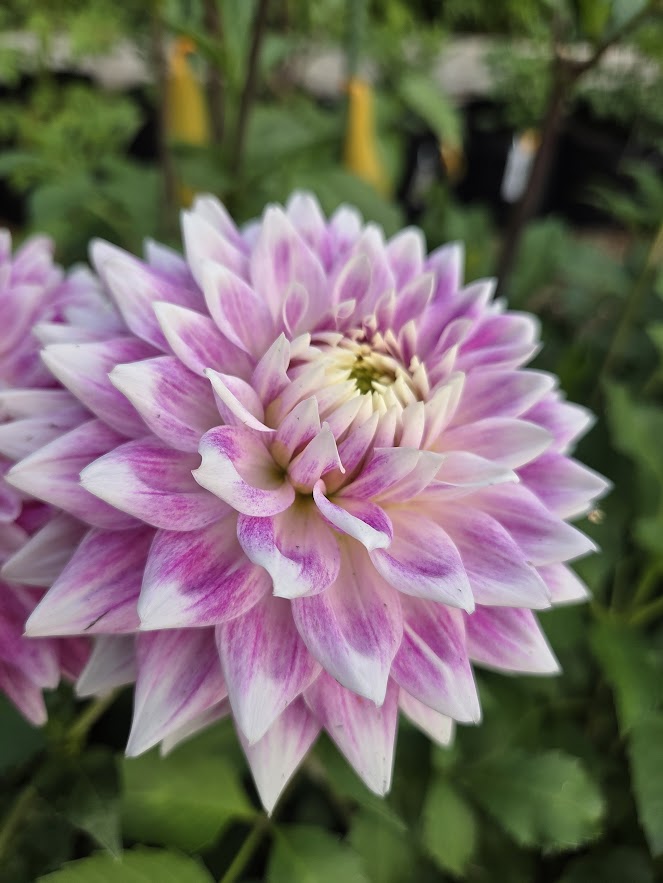 xBJ's Dusty Rose