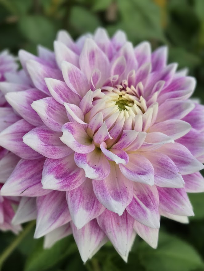 xBJ's Dusty Rose