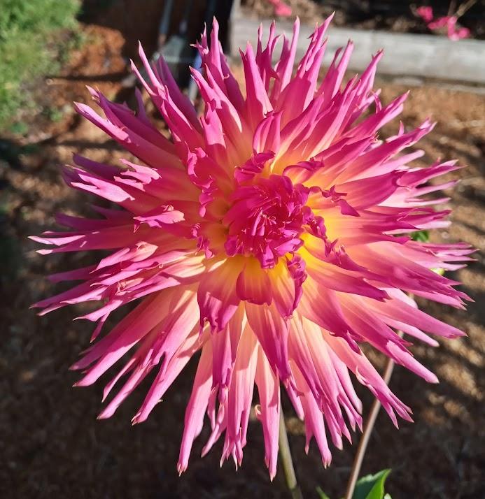 Bloomquist Mildred S