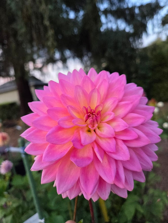 Bloomquist Parasol