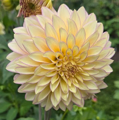 Bloomquist Blush