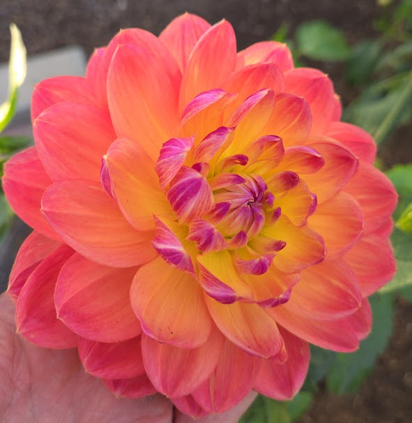 xGFF Butterscotch