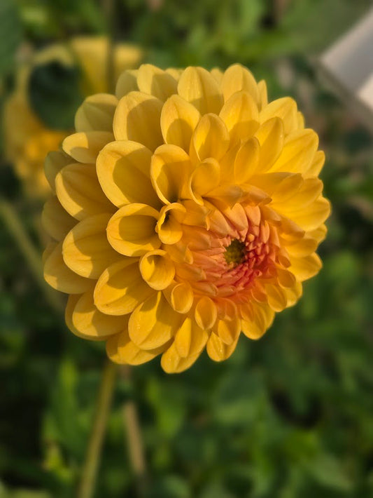 Golden Scepter