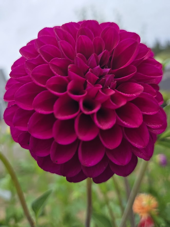 xHollyhill Regal