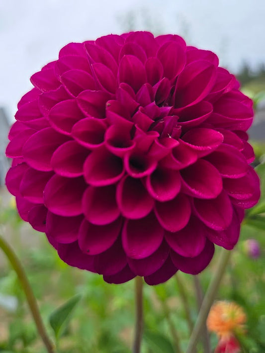 xHollyhill Regal