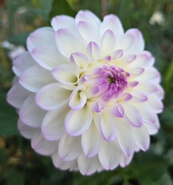 Hollyhill Miss White