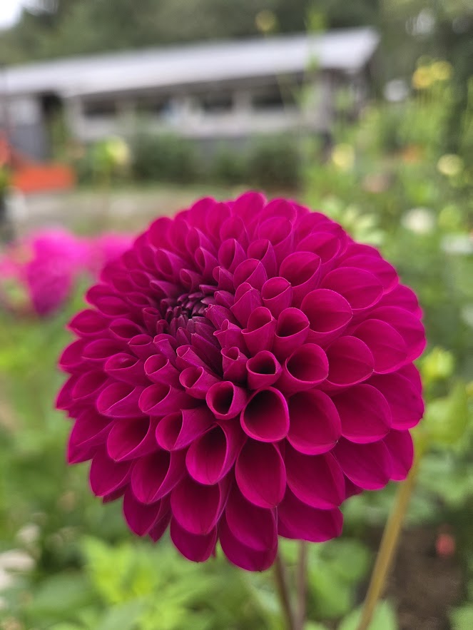 xHollyhill Regal