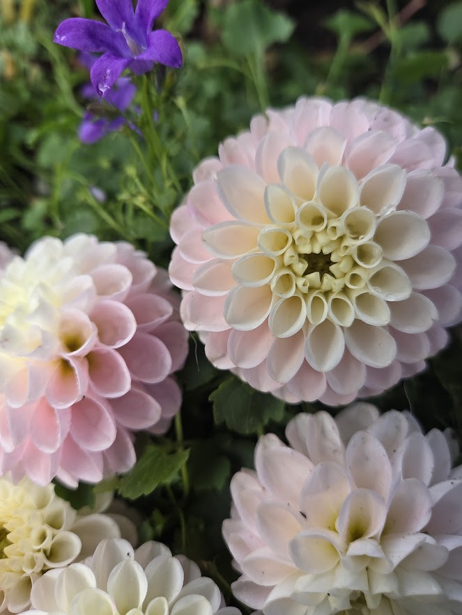 Hollyhill Pollyanna