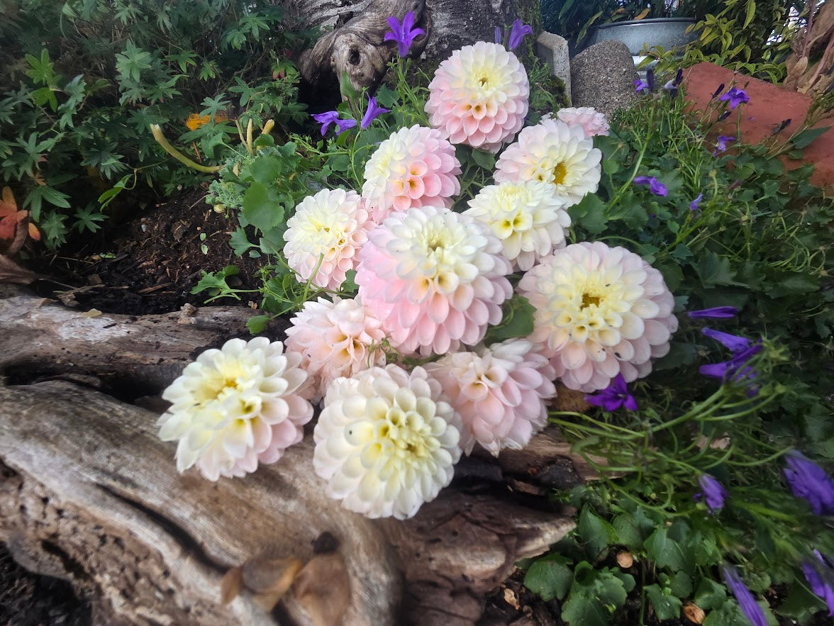 Hollyhill Pollyanna