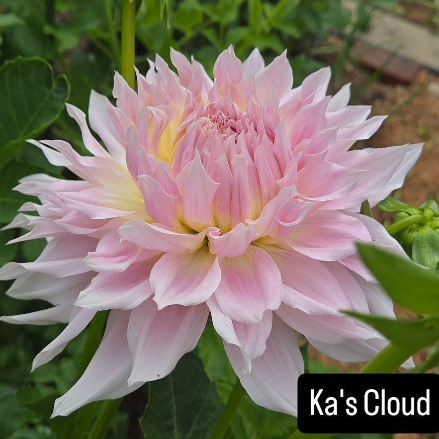 xKA's Cloud