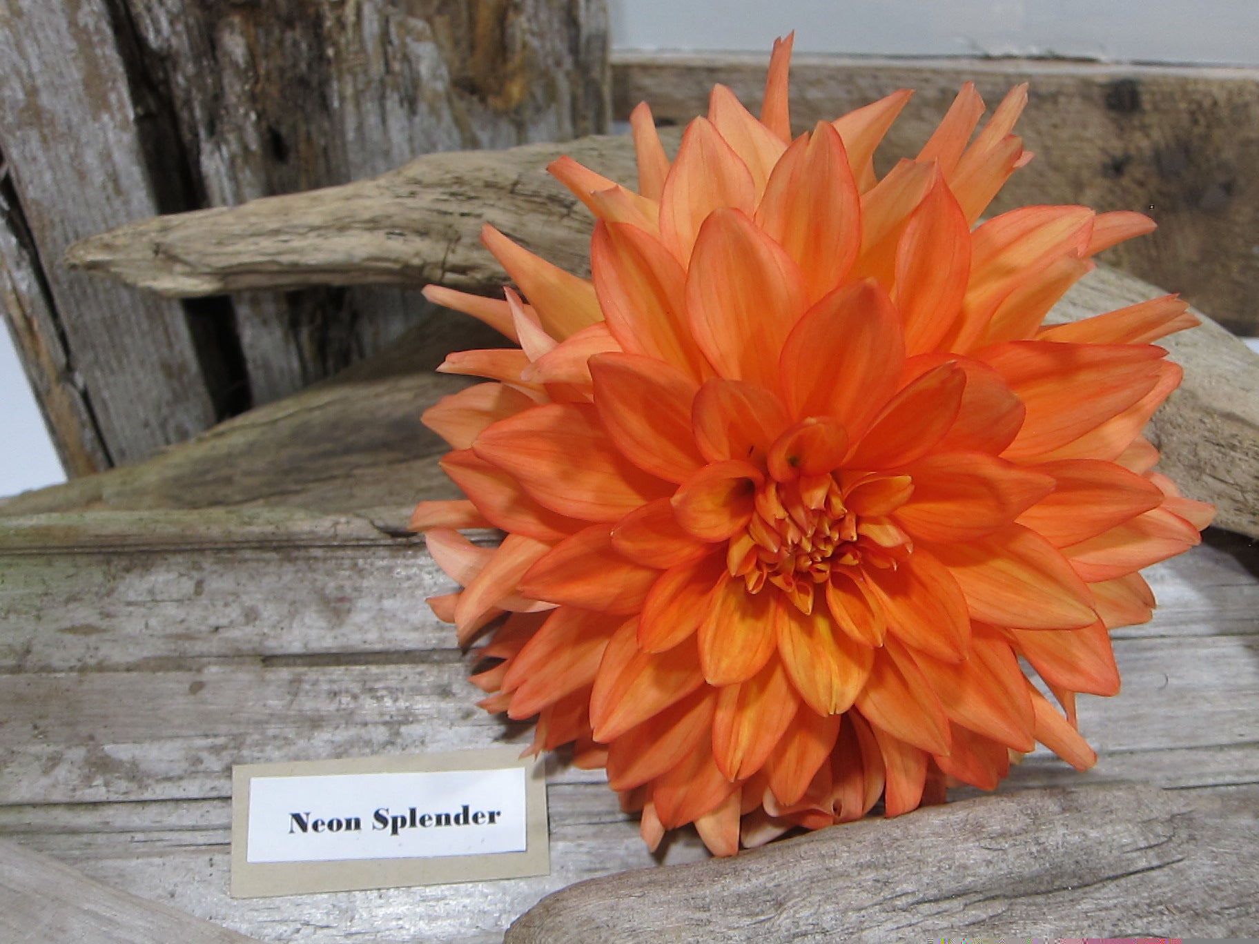 Neon Splendor – Seabeck Flower Co.