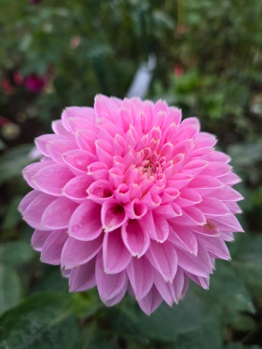 Pink Sylvia