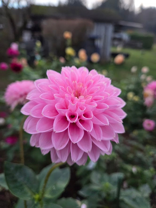 Pink Sylvia