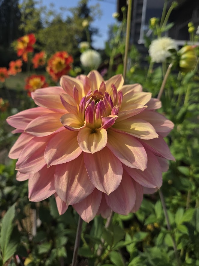 Wyn's NEW Pastel