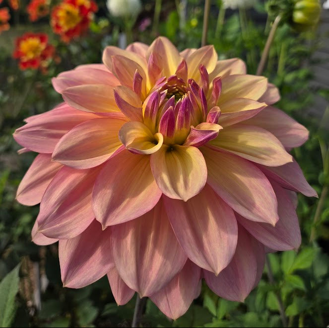 Wyn's NEW Pastel