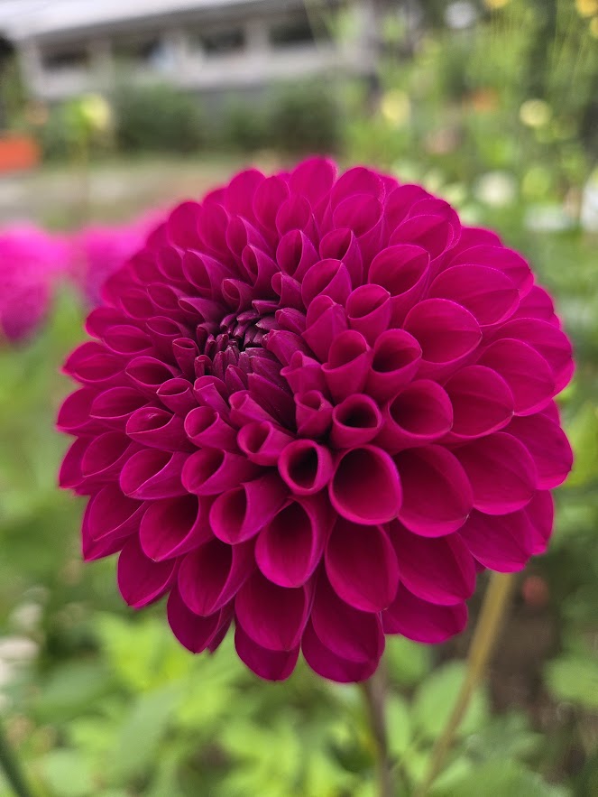 xHollyhill Regal