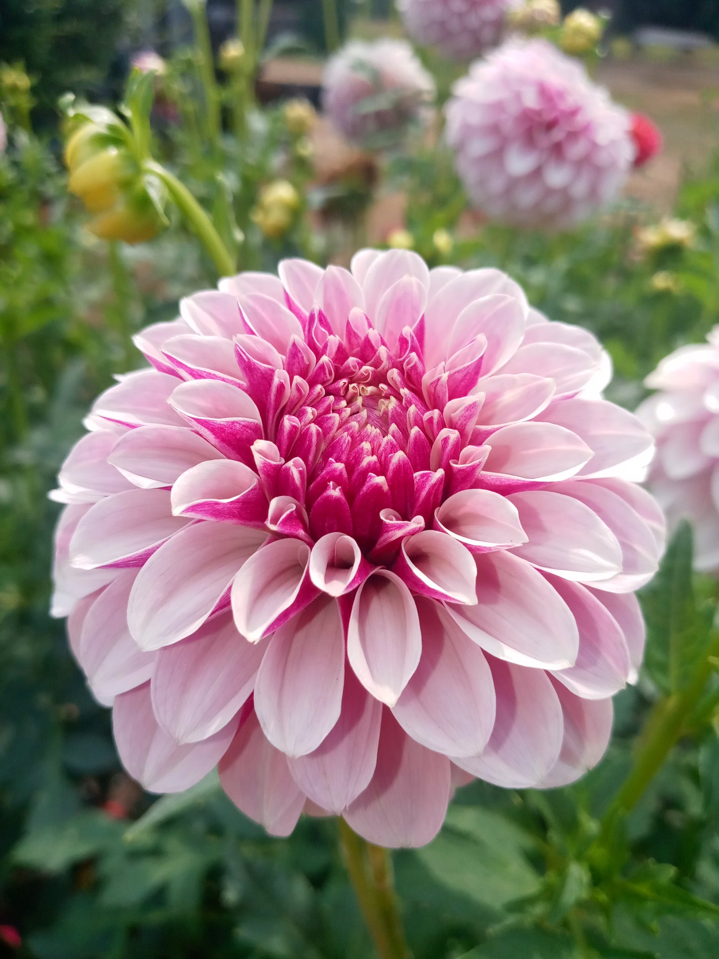 Salish Twilight Girl